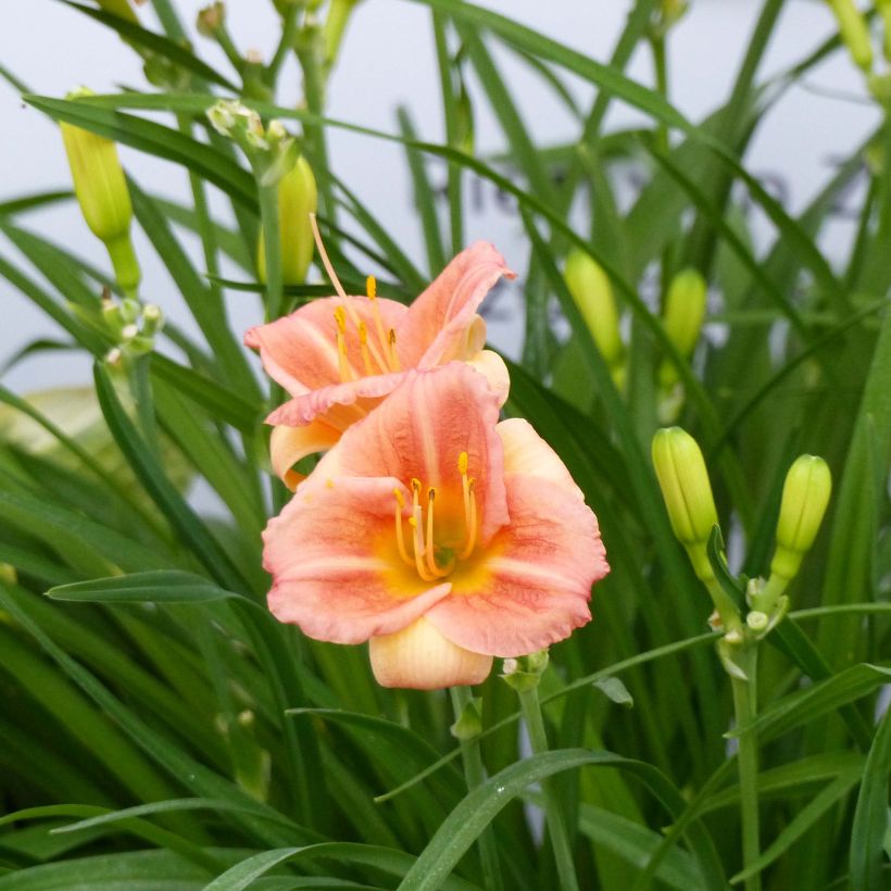 Hemerocallis Everydaylily Cerise - Taglilie (Blüte)