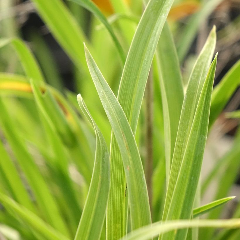 Hemerocallis Everydaylily Punch Yellow - Taglilie (Laub)