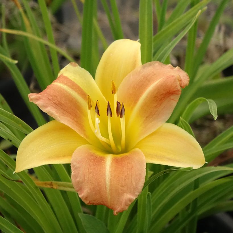 Hemerocallis Everydaylily Punch Yellow - Taglilie (Blüte)