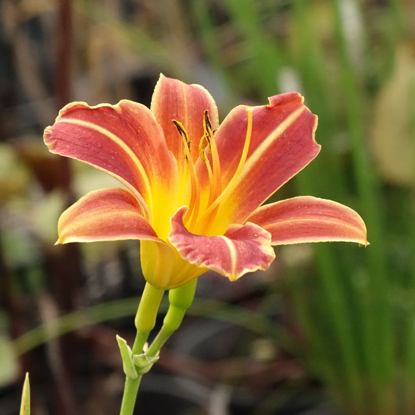 Hemerocallis Everydaylily Red Ribs - Taglilie (Blüte)