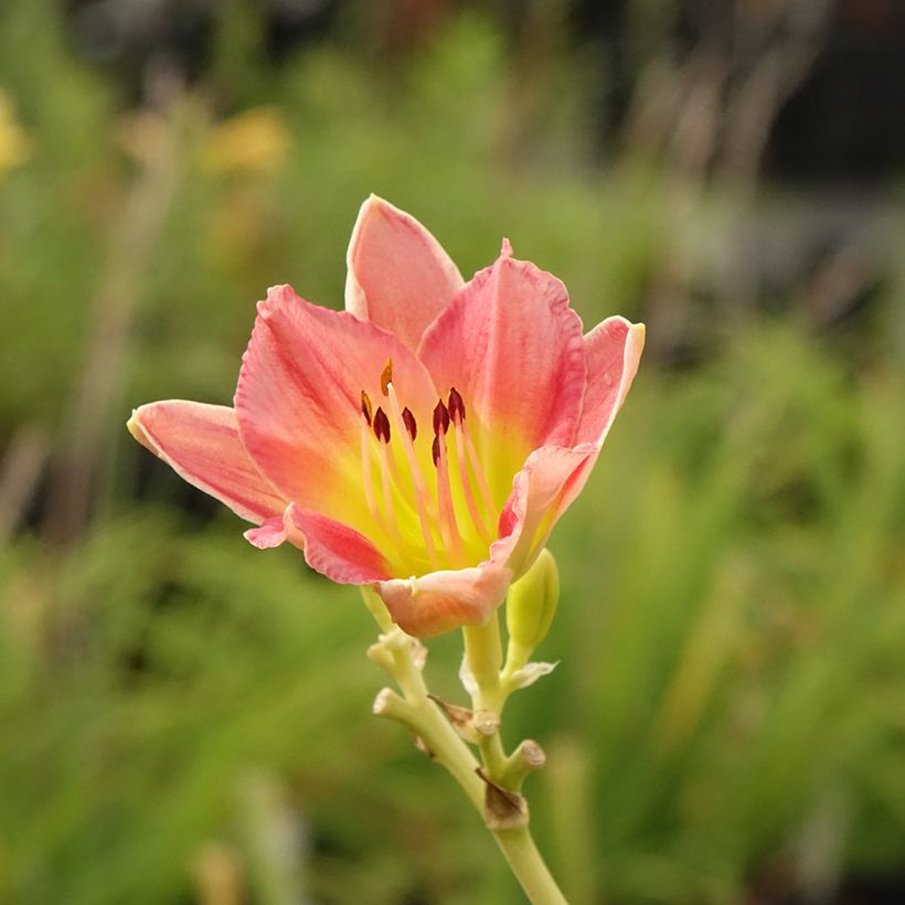 Hemerocallis Final Touch - Taglilie (Blüte)