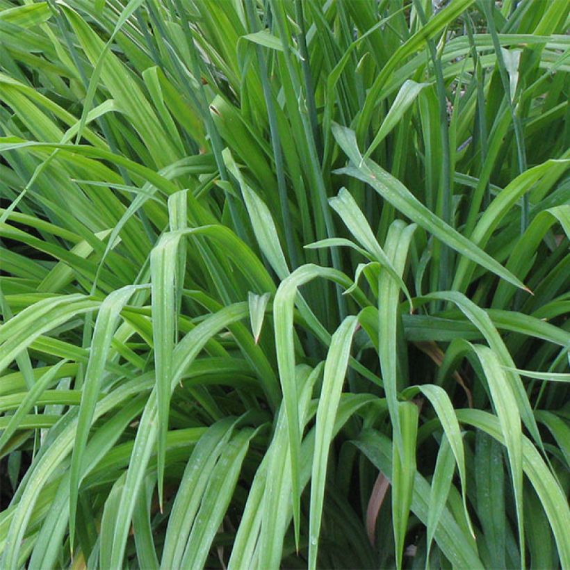 Hemerocallis Forty second Street - Taglilie (Laub)