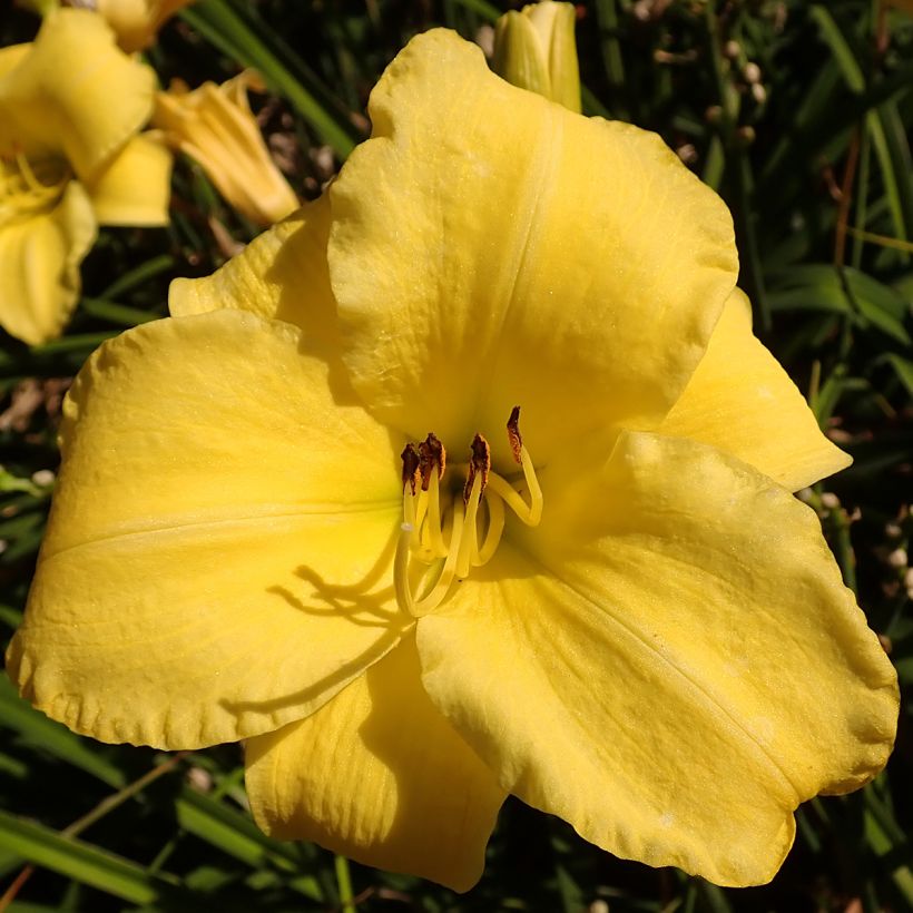 Hemerocallis Frozen Jade - Taglilie (Blüte)