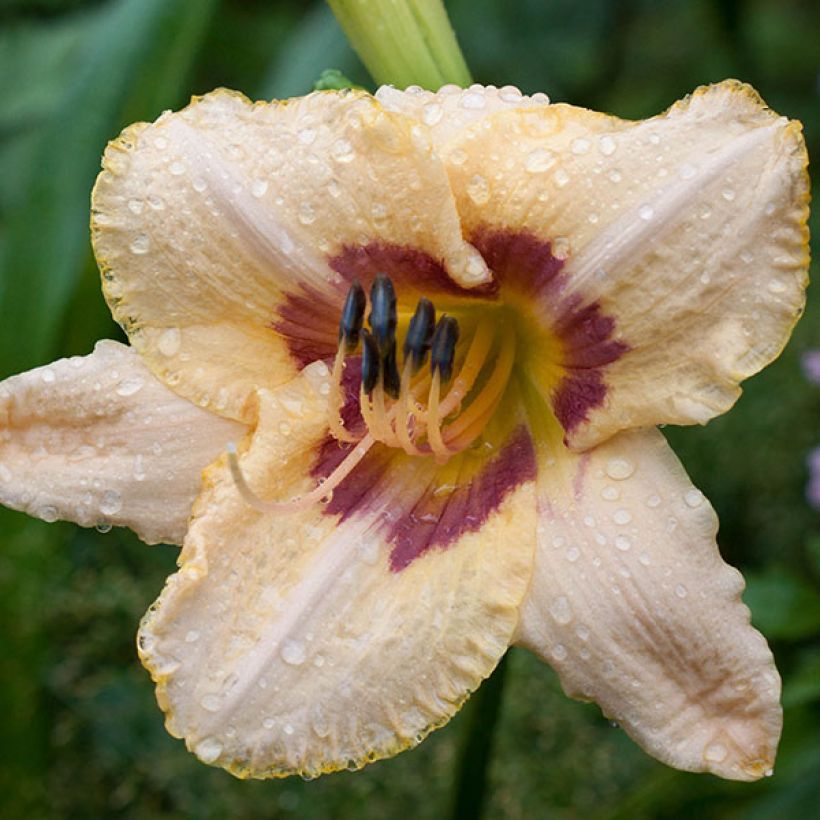 Hemerocallis Gay Cravat - Taglilie (Blüte)