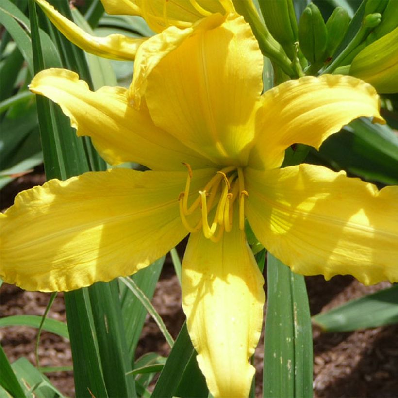 Hemerocallis Green Valley - Taglilie (Blüte)