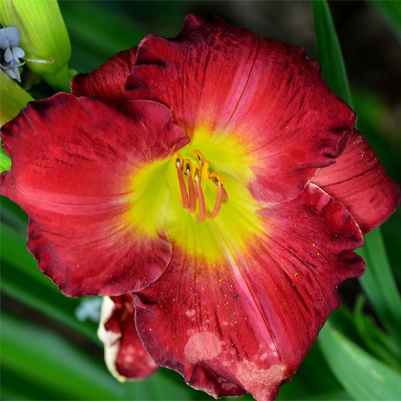 Hemerocallis Hunter s Torch - Taglilie (Blüte)