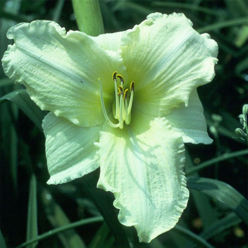 Hemerocallis Iron Gate Glacier - Taglilie (Blüte)