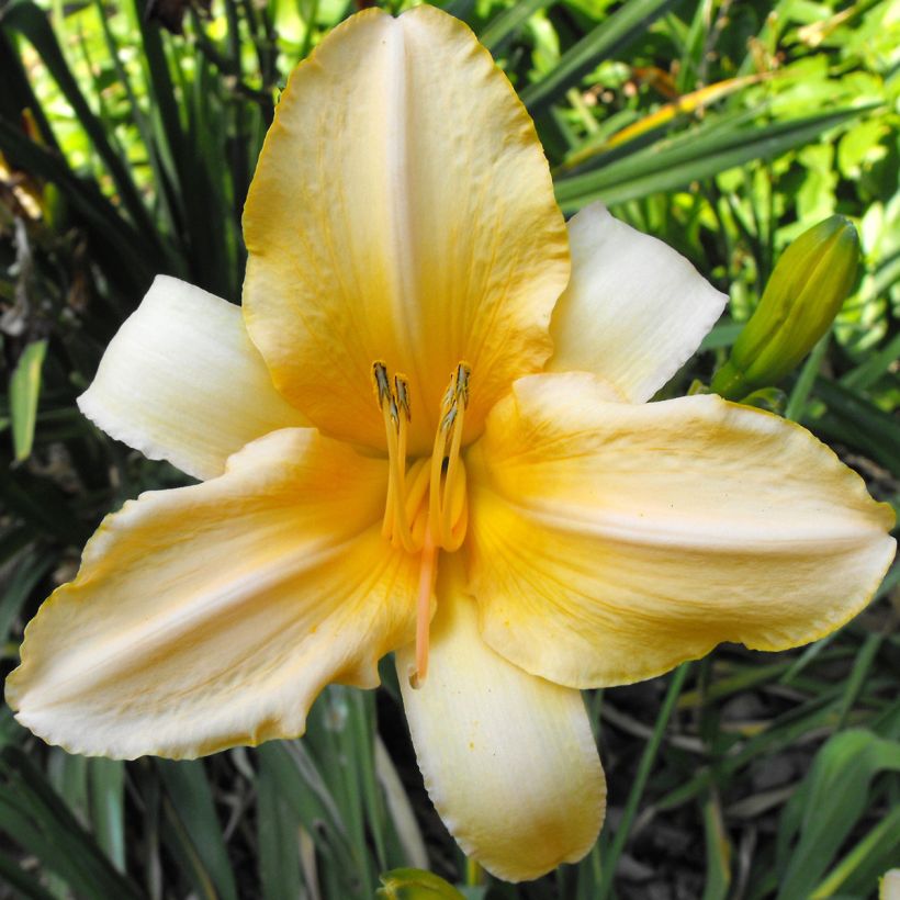 Hemerocallis Ivory Marble - Taglilie (Blüte)