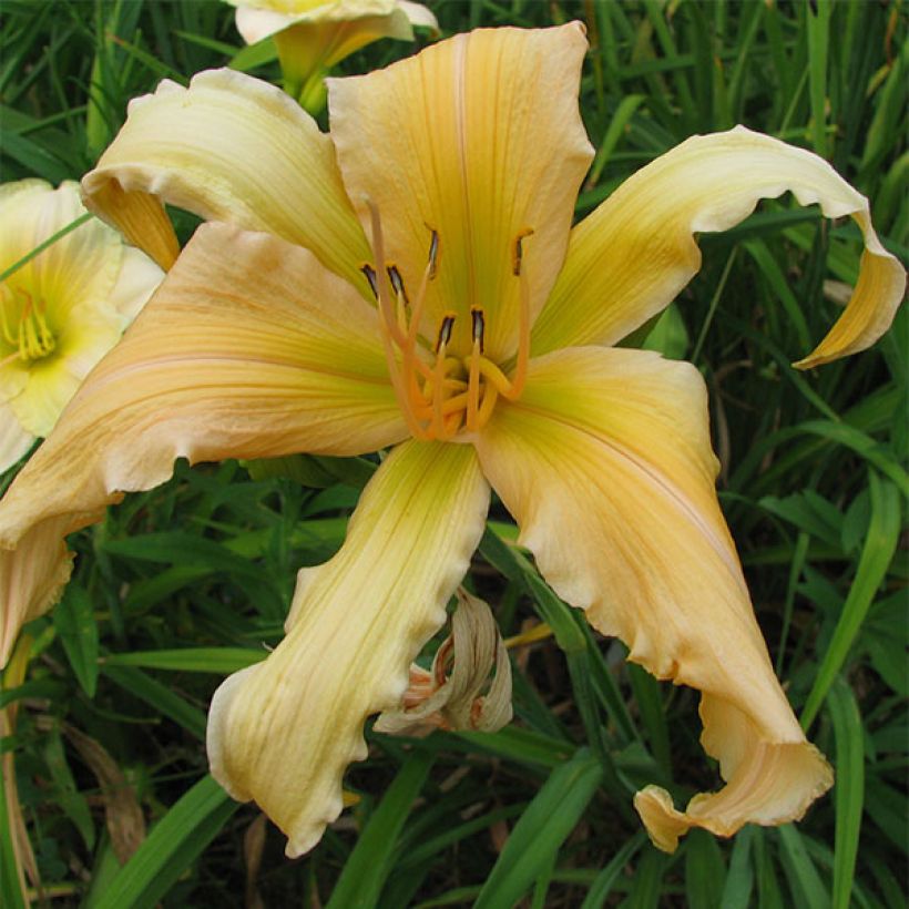 Hemerocallis Jan s Twister - Taglilie (Blüte)