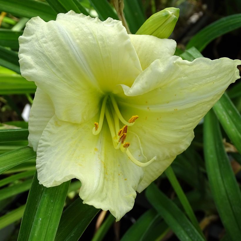 Hemerocallis Joan Senior - Taglilie (Blüte)