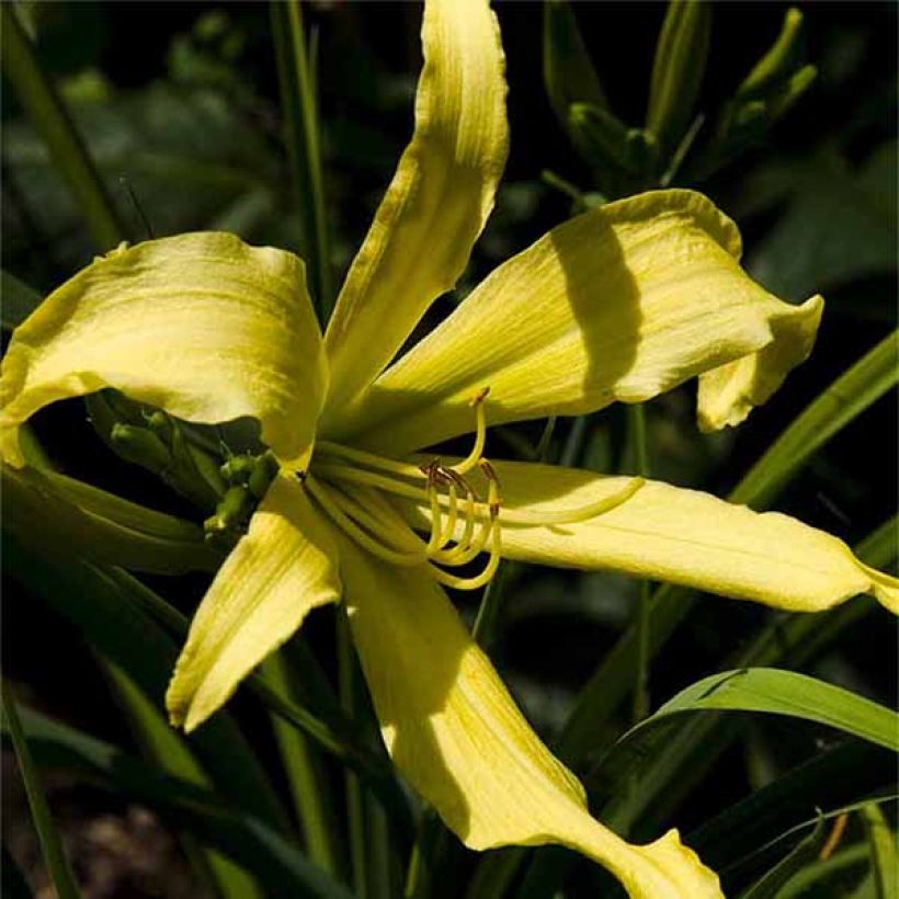 Hemerocallis Lady Fingers - Taglilie (Blüte)