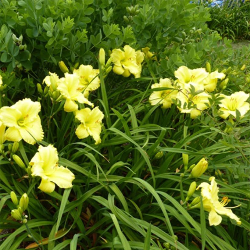 Hemerocallis Lemon Lyric - Taglilie (Blüte)