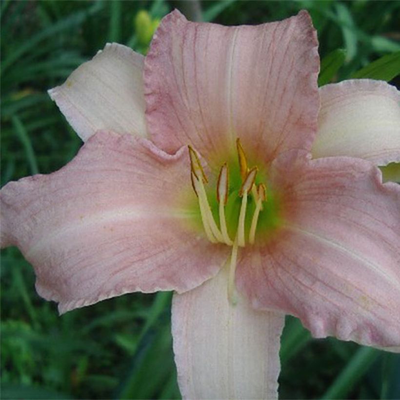 Hemerocallis Luxury Lace - Taglilie (Blüte)