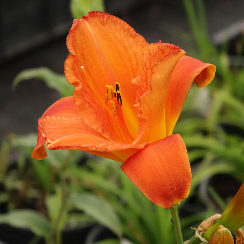 Hemerocallis Mauna Loa - Taglilie (Blüte)