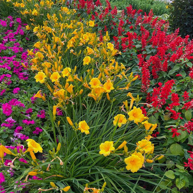 Hemerocallis Mini stella - Taglilie (Hafen)