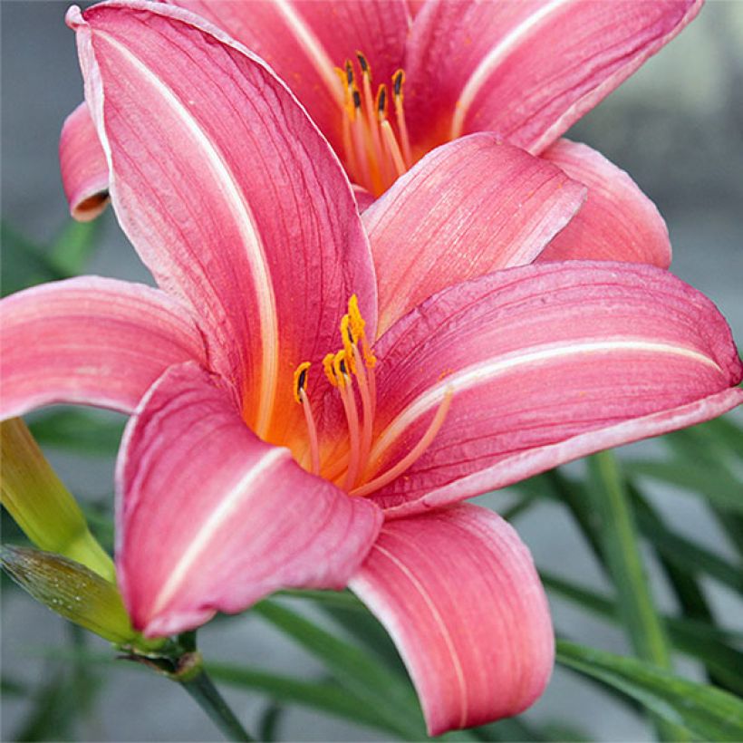 Hemerocallis Neyron Rose - Taglilie (Blüte)