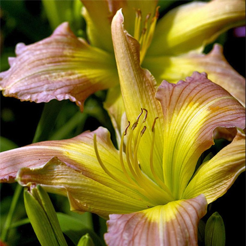 Hemerocallis Prague Spring - Taglilie (Blüte)