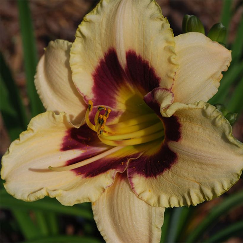 Hemerocallis Rapsberry Candy - Taglilie (Blüte)