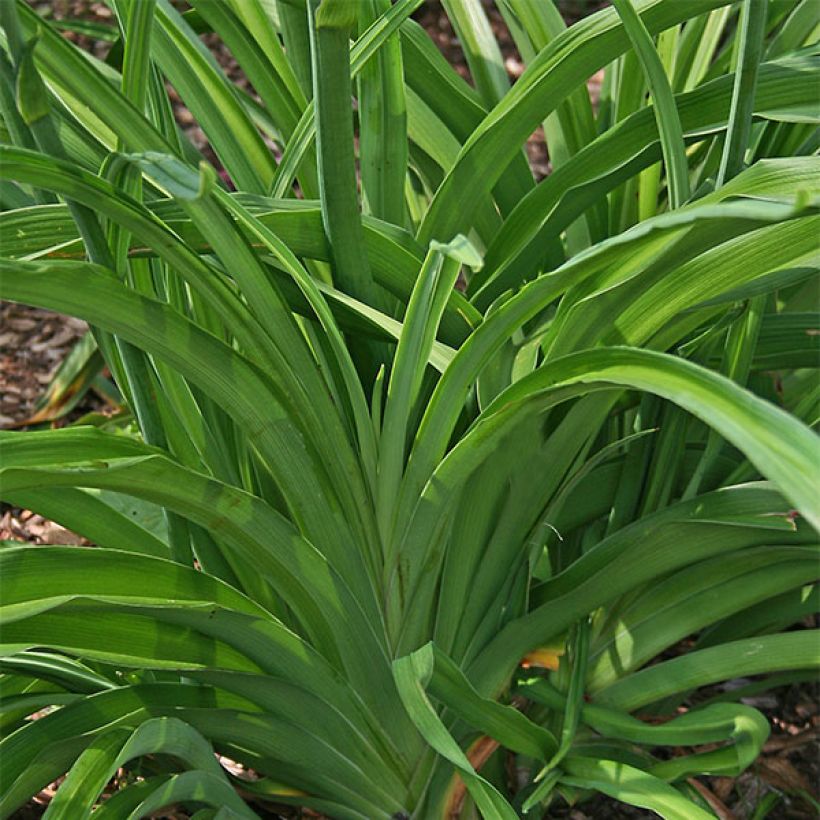 Hemerocallis Red Rum - Taglilie (Laub)