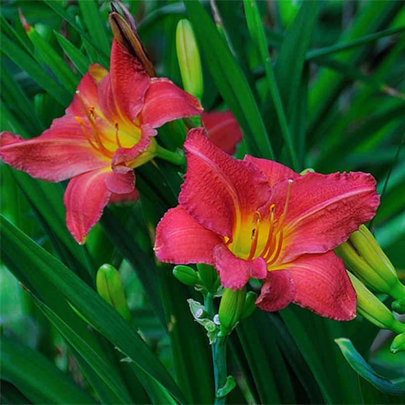 Hemerocallis Red Rum - Taglilie (Blüte)