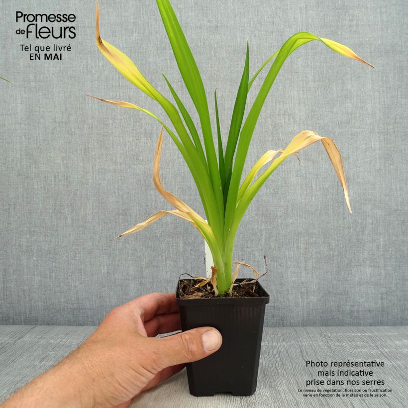 Exemplar von Hemerocallis Red Rum - Taglilie Kleine Töpfe von 8/9 cm wie im Frühjahr geliefert