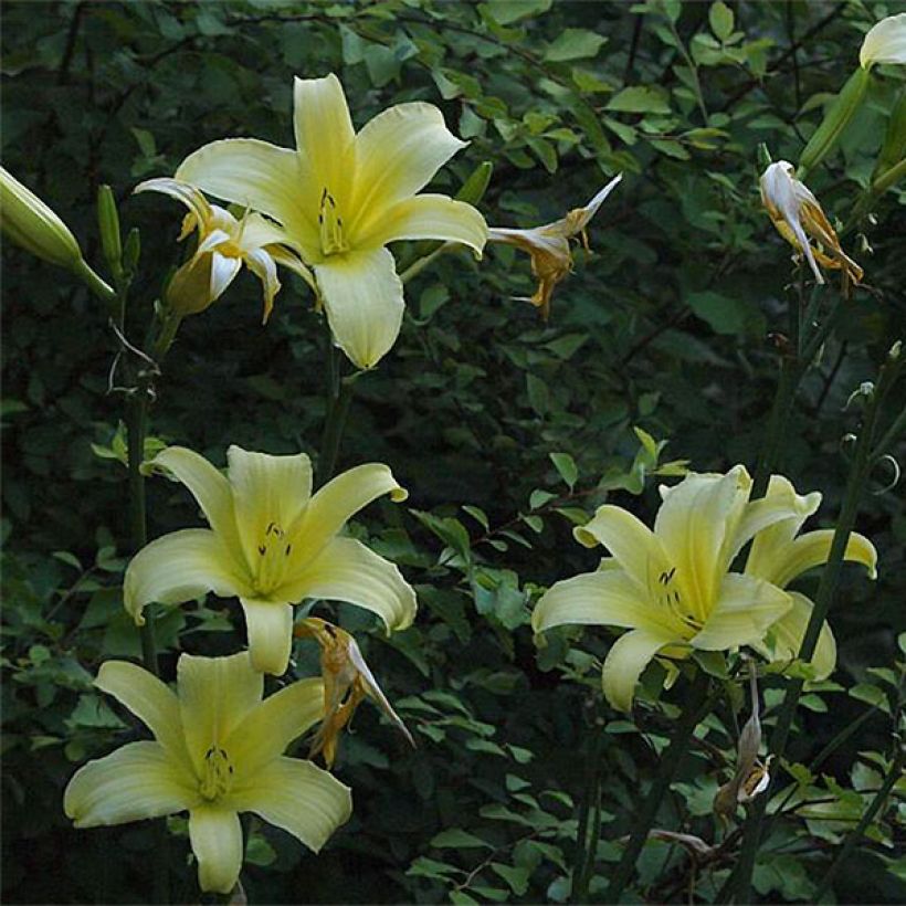 Hemerocallis Shooting Star - Taglilie (Blüte)