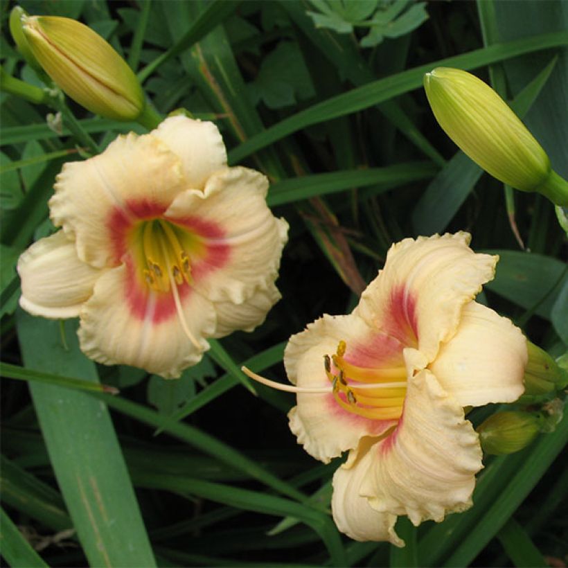 Hemerocallis Siloam Virginia Henson - Taglilie (Blüte)