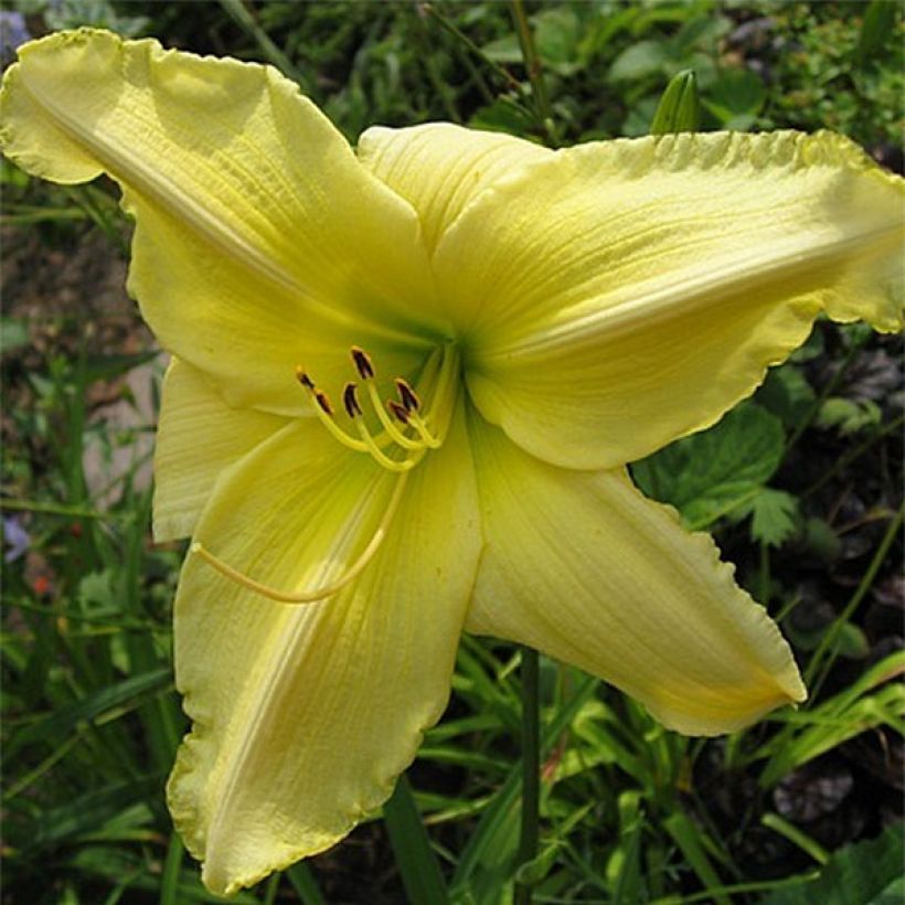 Hemerocallis Soft Cashmere - Taglilie (Blüte)