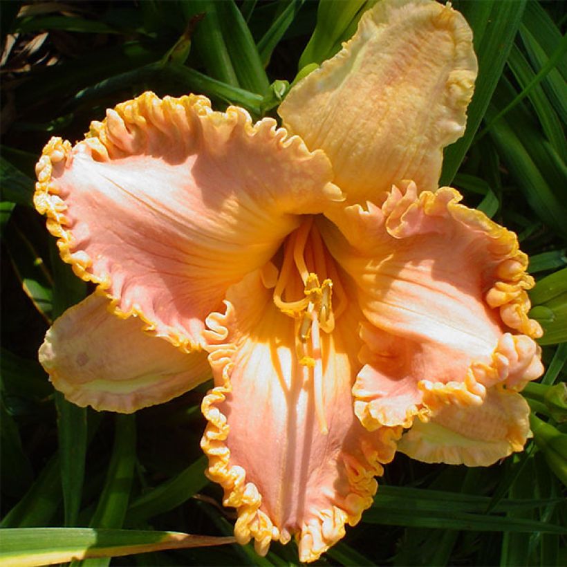 Hemerocallis Spacecoast Starburst - Taglilie (Blüte)