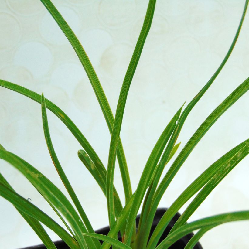 Hemerocallis Stella de Oro - Taglilie (Laub)