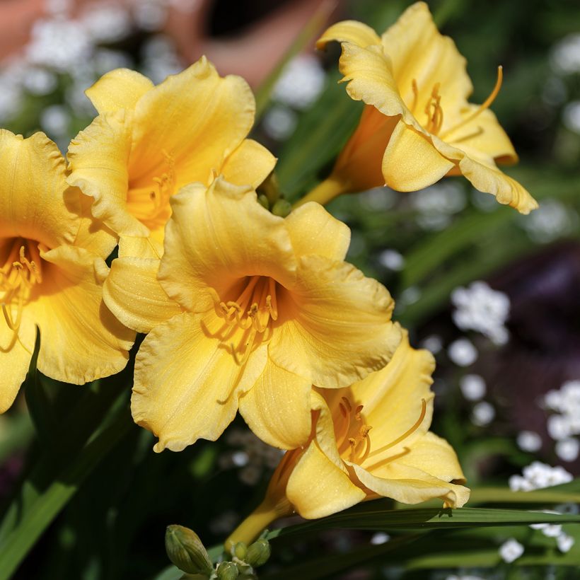 Hemerocallis Stella de Oro - Taglilie (Blüte)