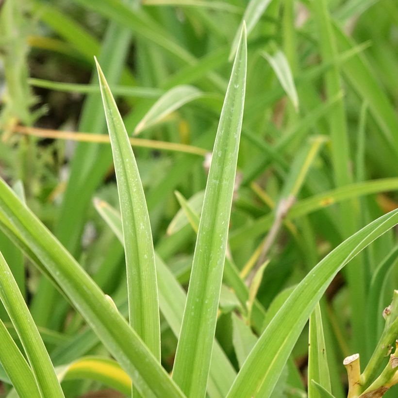 Hemerocallis Strawberry Candy - Taglilie (Laub)