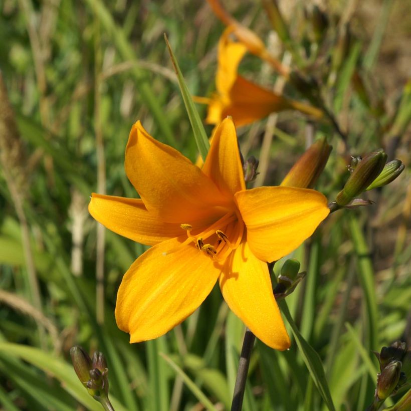 Hemerocallis Thumbelina - Taglilie (Blüte)