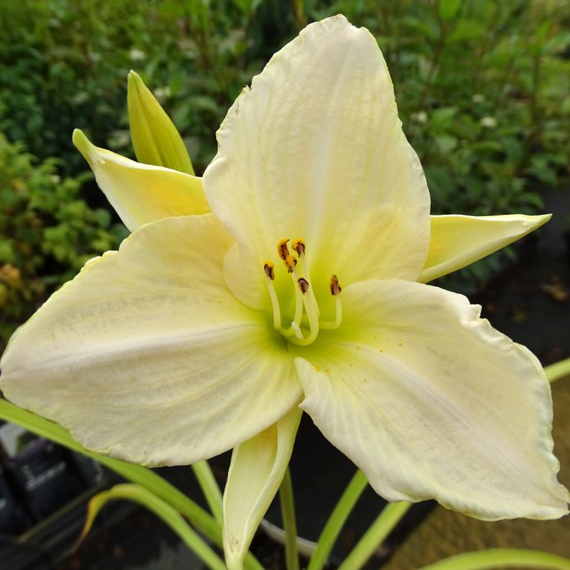 Hemerocallis White Temptation - Taglilie (Blüte)