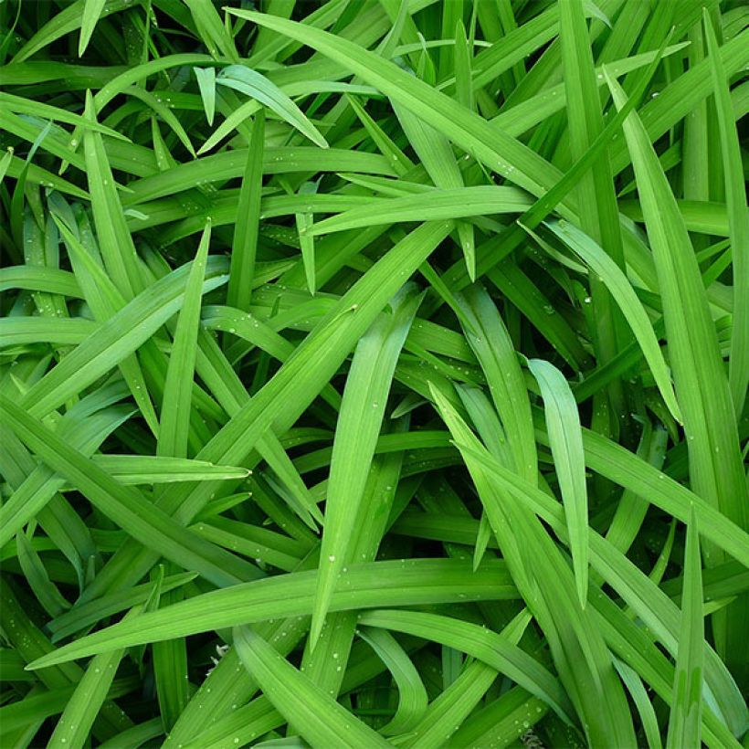 Hemerocallis citrina - Taglilie (Laub)