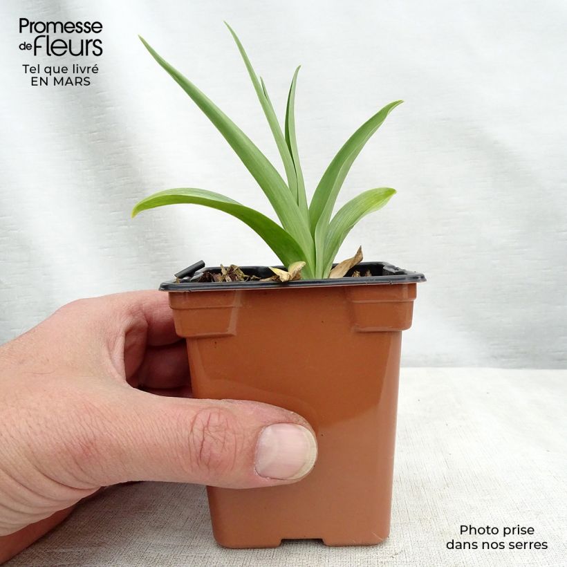 Exemplar von Hémérocalle comestible BIO - Hemerocallis 'Buttercup' - Lis d'un jour Godet de 8 cm wie im Winter geliefert