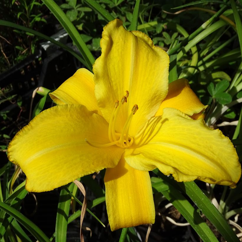 Hemerocallis Buttercup - Taglilie (Blüte)