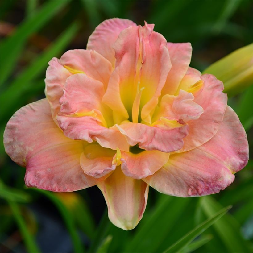 Hemerocallis Lacy Doily - Taglilie (Blüte)