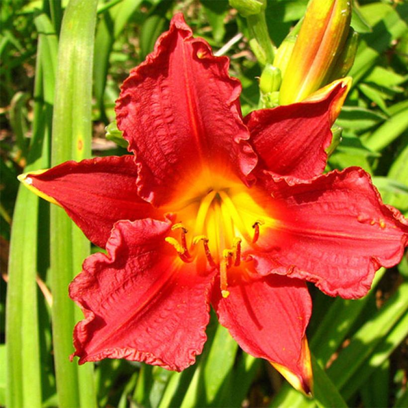 Hemerocallis Little Business - Taglilie (Blüte)