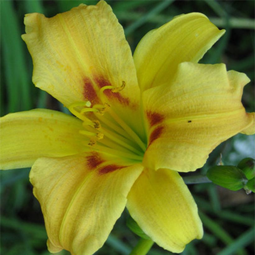 Hemerocallis Pinocchio - Taglilie (Blüte)