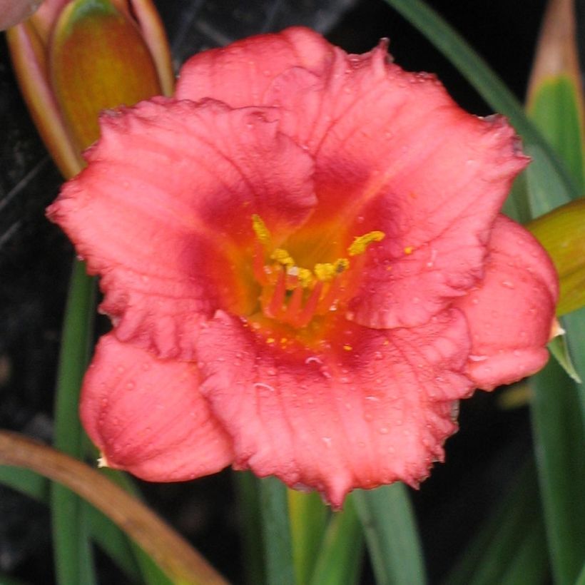 Hemerocallis Cosmopolitan - Taglilie (Blüte)