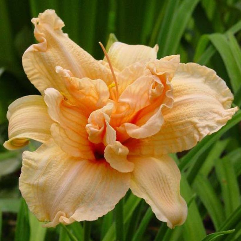 Hemerocallis Double Dream - Taglilie (Blüte)