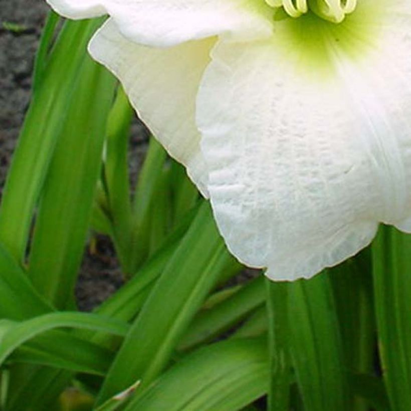 Hemerocallis Gentle Shepherd - Taglilie (Laub)