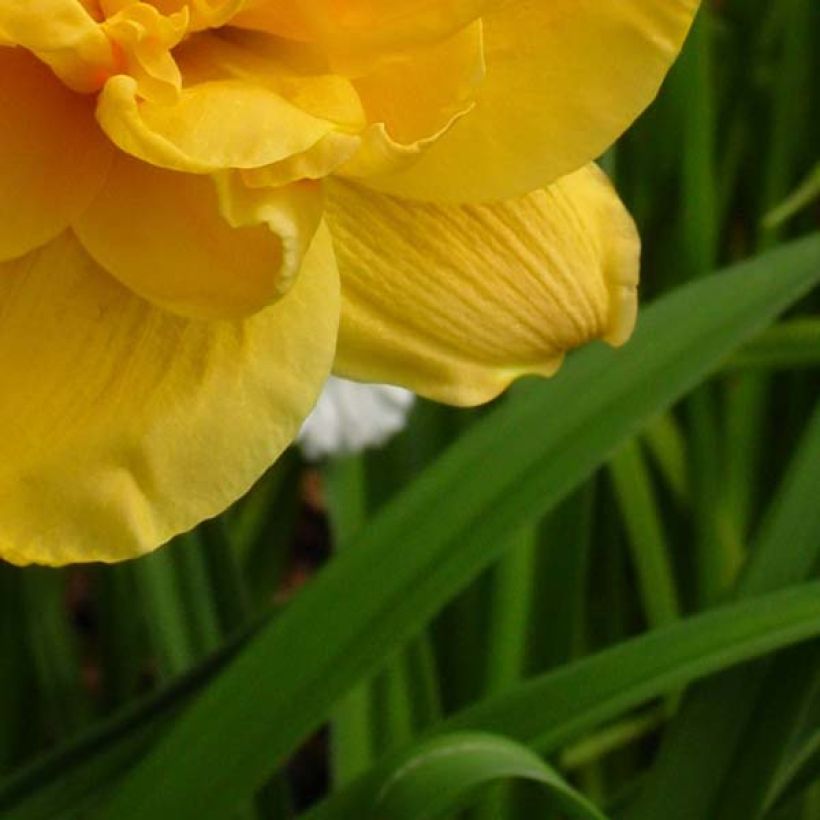 Hemerocallis Patricia Jojo - Taglilie (Laub)