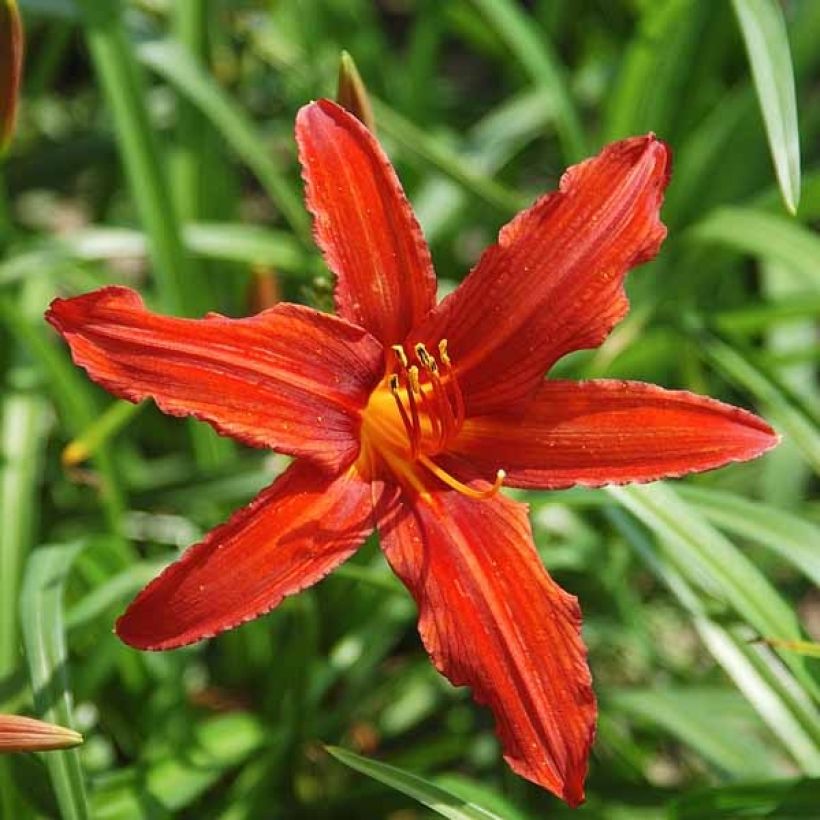 Hemerocallis Sammy Russel - Taglilie (Blüte)