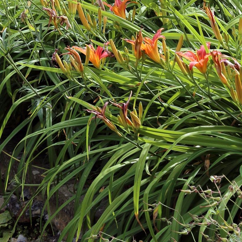 Hemerocallis fulva - Taglilie (Laub)