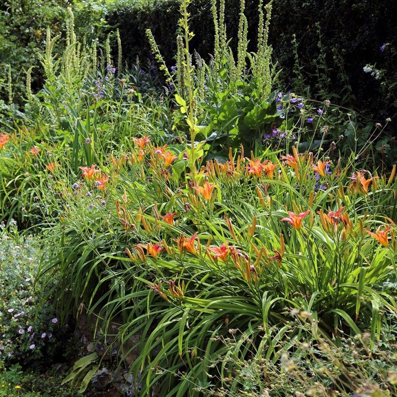 Hemerocallis fulva - Taglilie (Hafen)