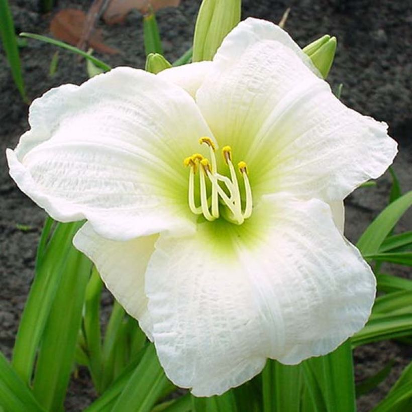 Hemerocallis Gentle Shepherd - Taglilie (Blüte)