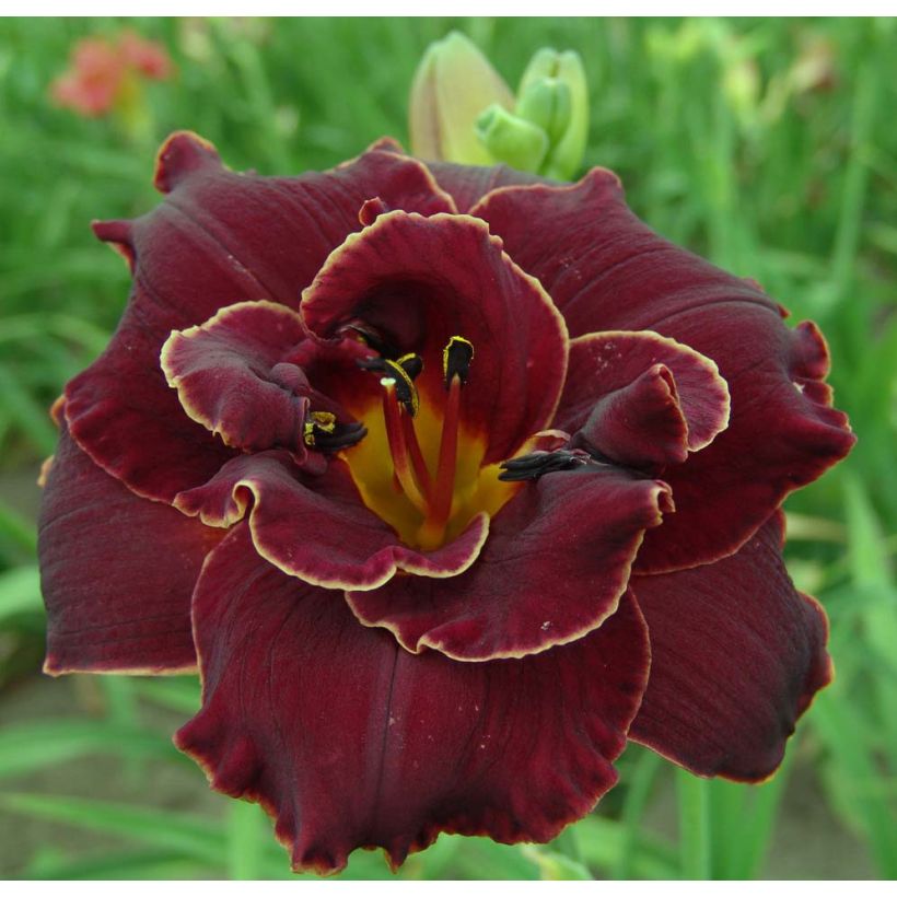 Hemerocallis Night Embers - Taglilie (Blüte)