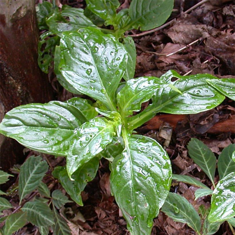 Hemiboea subcapitata (Laub)